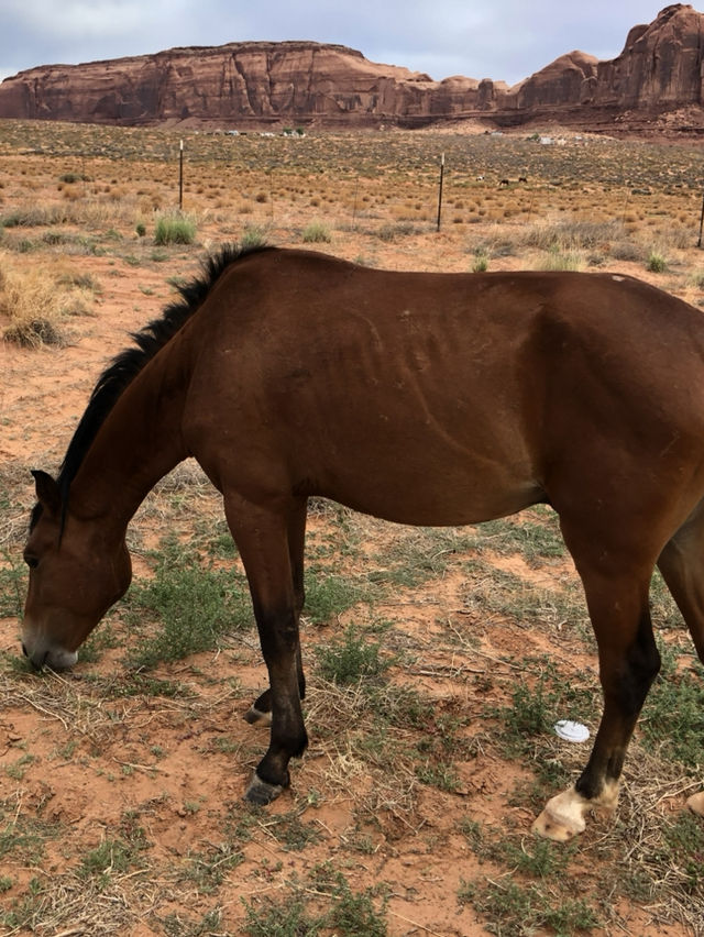 【アメリカ西部🇺🇸】アメリカの大地を駆け抜ける、壮大な自然の旅へ🛻🌅 【アメリカ西部🇺🇸】アメリカの大地を駆け抜ける、壮大な自然の旅へ🛻🌅