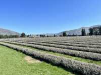 Wanaka Lavender Farm🪻💜