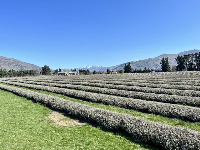 Wanaka Lavender Farm🪻💜