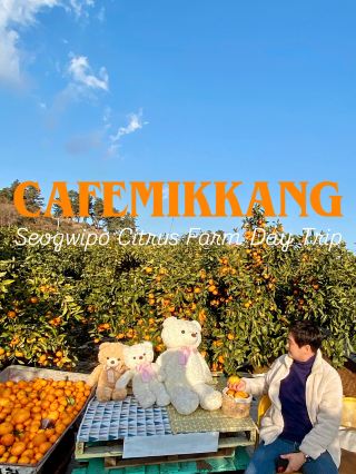 🇰🇷서귀포 감귤 따기 체험 가능한 이색 카페 CAFEMIKKANG