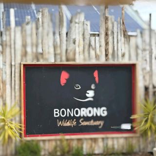 🐾 Bonorong Wildlife Sanctuary – Tasmania’s Must-Visit Wildlife Experience