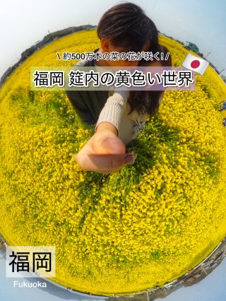 【福岡・古賀】黄色い絨毯に感動！筵内の菜の花畑が今、見頃です