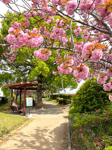 兵庫県】今からでも間に合う遅咲き桜スポット2026年 | Trip.com 小野