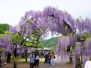 [The Ultimate Guide] A breathtakingly aesthetic wisteria tunnel in Okayama that fills your entire vision with gorgeous purple.