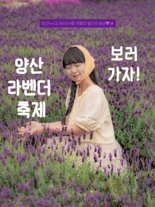 경남 양산 라벤더 축제 시작💜