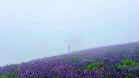 【A dreamlike purple sea of ​​flowers】In early August, the Yuyuan Lavender Park is in full bloom, shrouded in mist! — traveler post in Numata