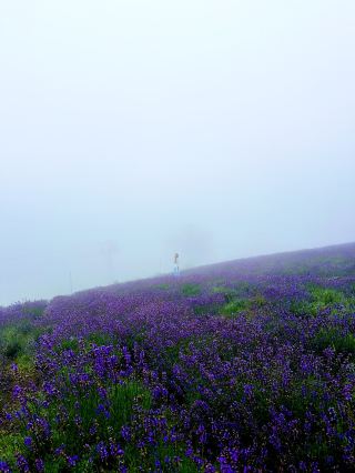 【如夢似幻的紫色花海】8月初滿開盛放，迷霧中的玉原薰衣草公園！