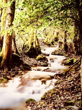  Malaysia Sarawak Kelabit Highlands Bario Mossy Rice Terrace Forest