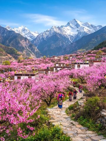 Путеводитель по деревне Гала: море персиковых цветов в Тибете 🌸