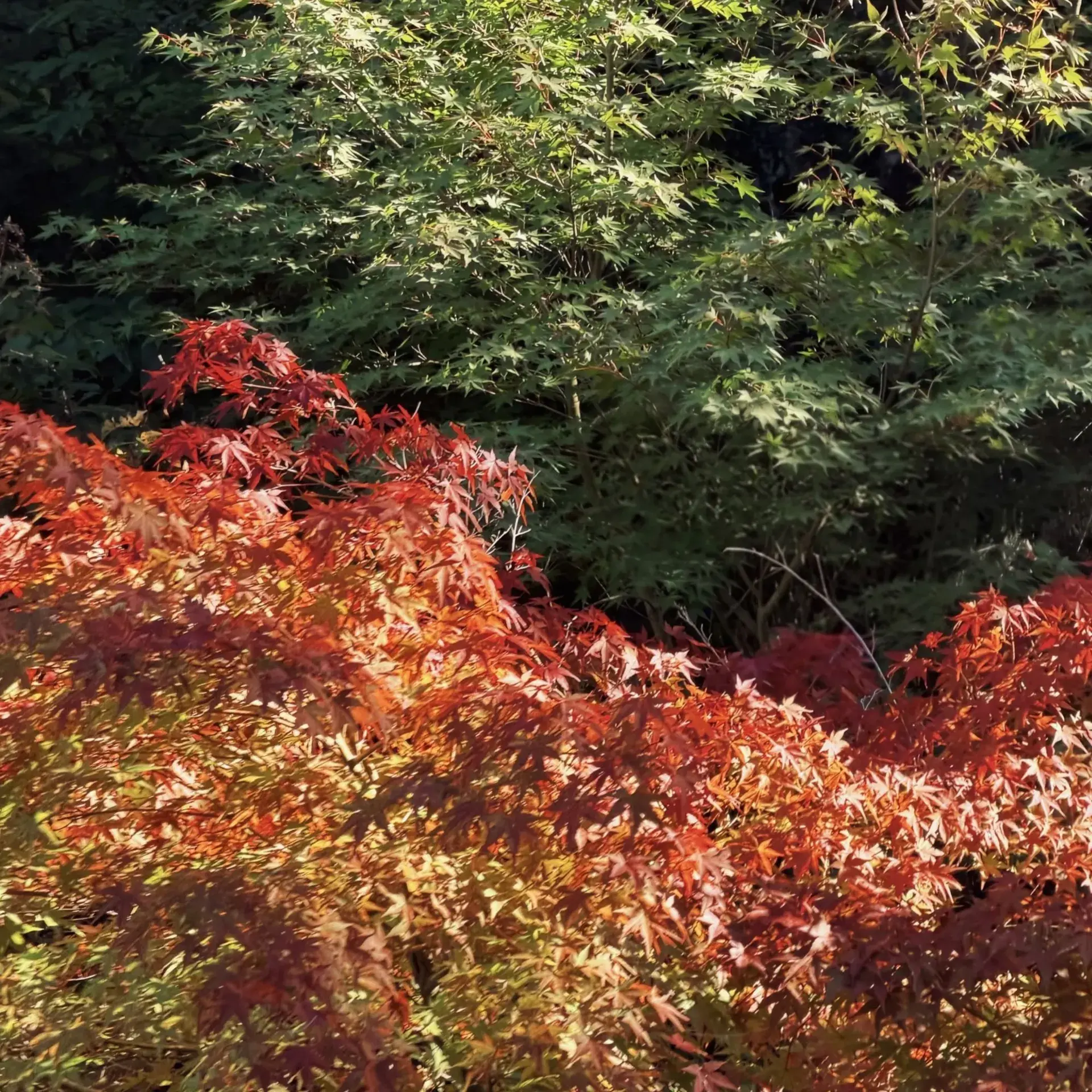 Osaka Fall Colors