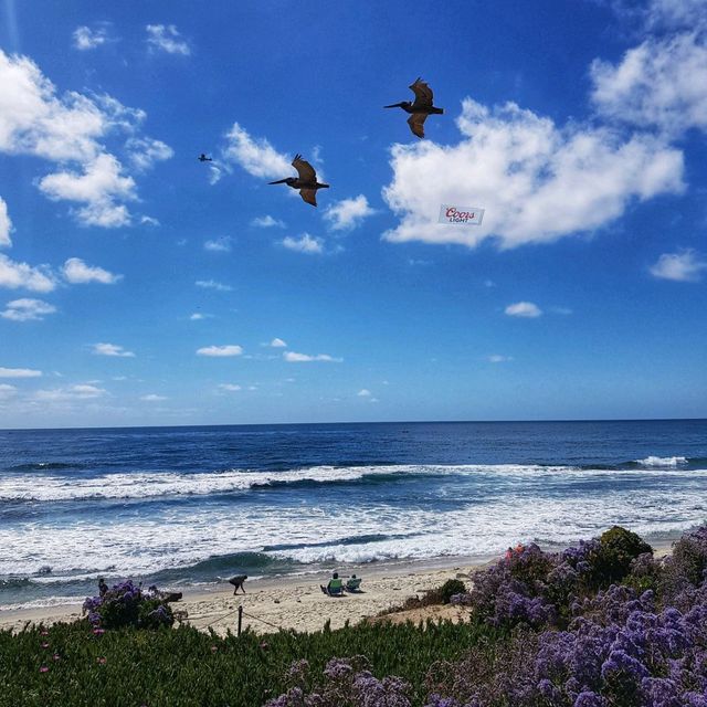 Sea lions and Seals home by the sea 🌊 