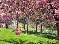 🌸Blossoms🌸 in D.C.’s Arlington!🤩