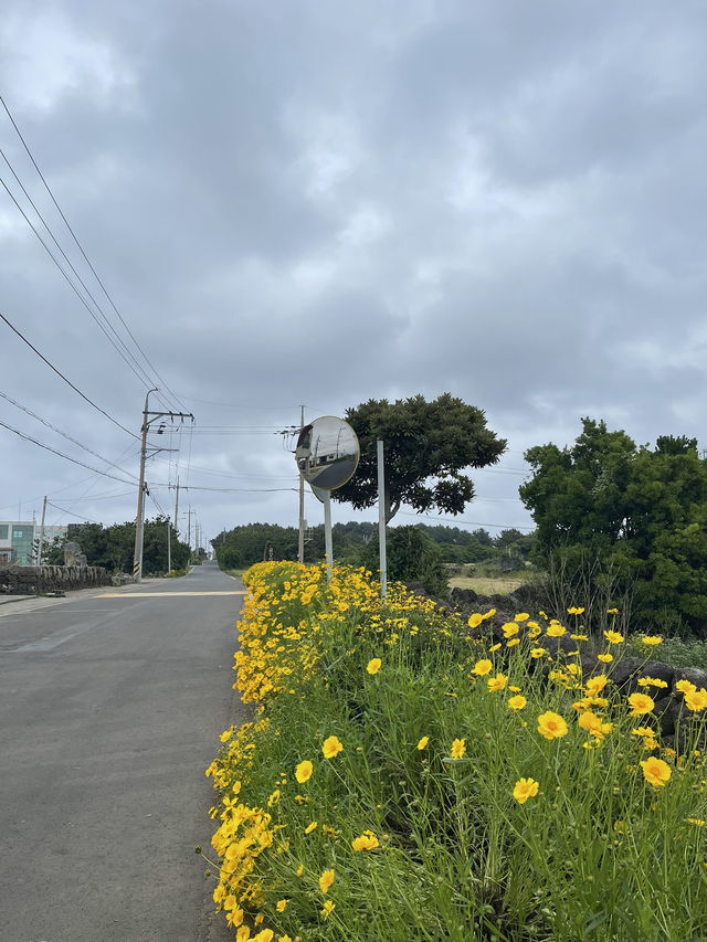 jeju island !!!!