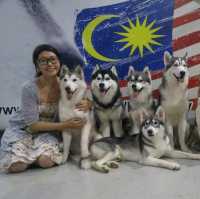 馬六甲Husky天堂 | 盡情享受被哈士奇們包圍吧！
