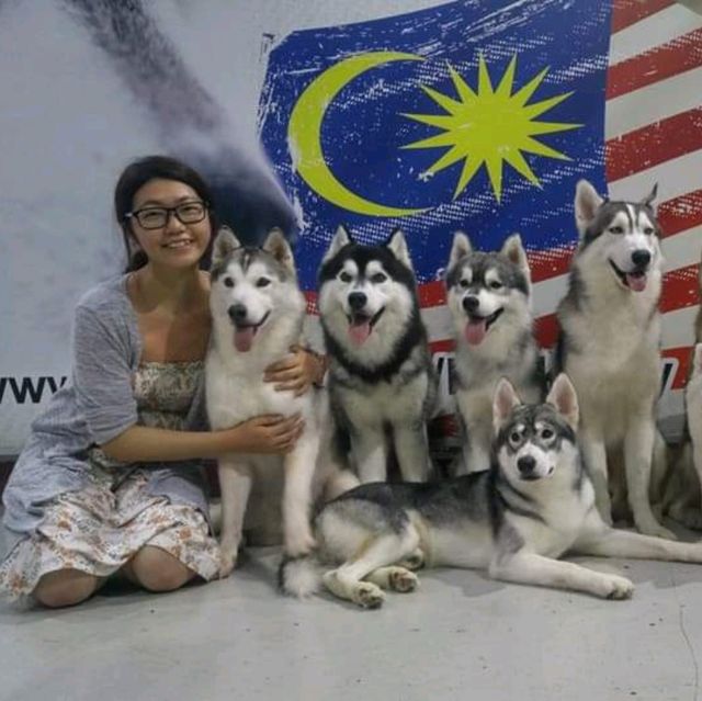 馬六甲Husky天堂 | 盡情享受被哈士奇們包圍吧！