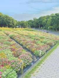 【大阪】風車のある公園の向日葵畑♡