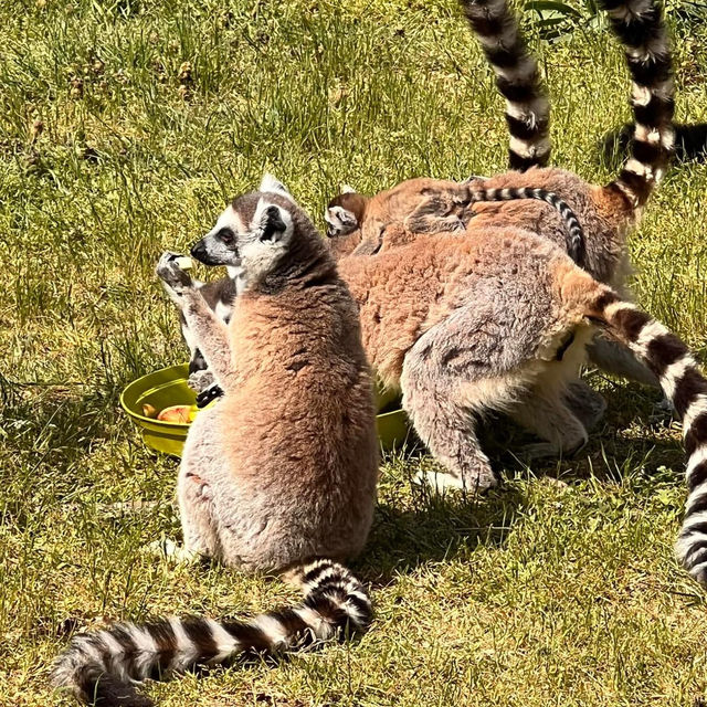 Natur'Zoo Mervent 🦒🐘