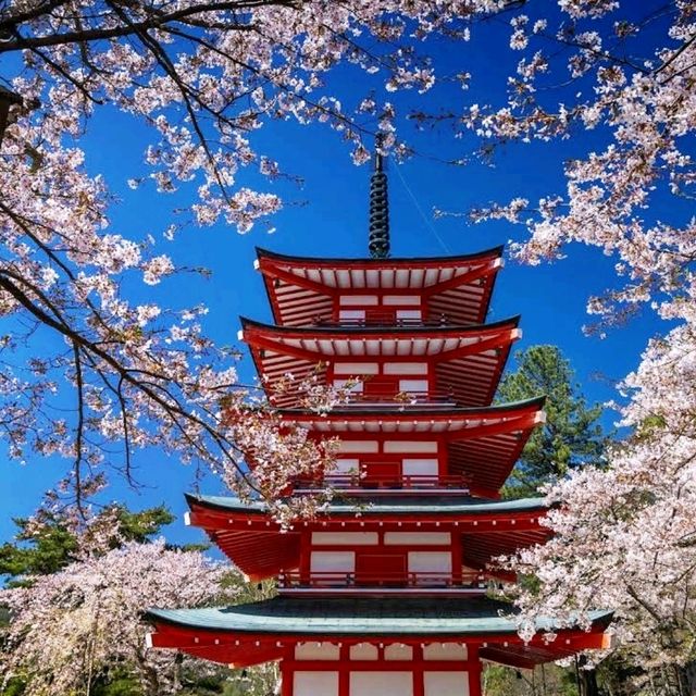 《新倉富士淺間神社》🌸絕美的櫻花，配著壯麗的富士山🗻