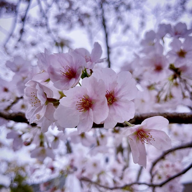 🌸Cherry Blossom Diversity🌸