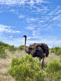 📍Addo Elephant Park, South Africa 🇿🇦 