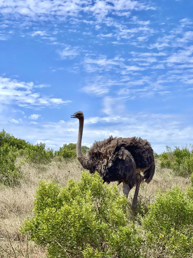 📍Addo Elephant Park, South Africa 🇿🇦 