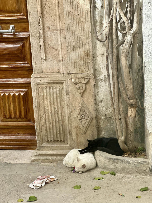 Wander through the Medina of Tunis 🕌