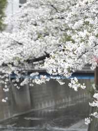 A famous cherry blossom spot, a shooting spot in the Sky Tree