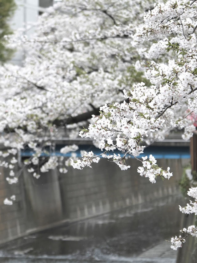 A famous cherry blossom spot, a shooting spot in the Sky Tree