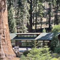 🚗 Transportation Tips for Visiting Sequoia National Park