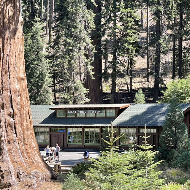 🚗 Transportation Tips for Visiting Sequoia National Park
