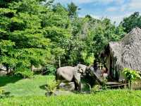 🐘 Morning Trumpets & Mud Baths – Life at Chai Lai Orchid 🌿