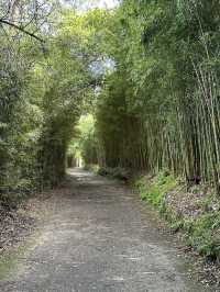 The Azores are one of the best hiking destinations in the world. 
