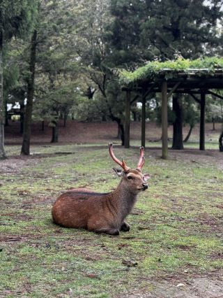My 3 Days in Osaka, Japan