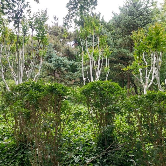 Beautiful parks, Zhongshan park, Botanical garden etc.