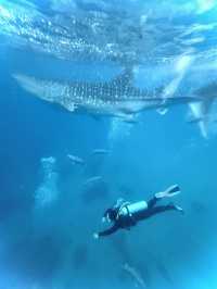 Snorkeling with Whale Sharks in Cebu: The Ultimate Guide for Your Bucket List Experience