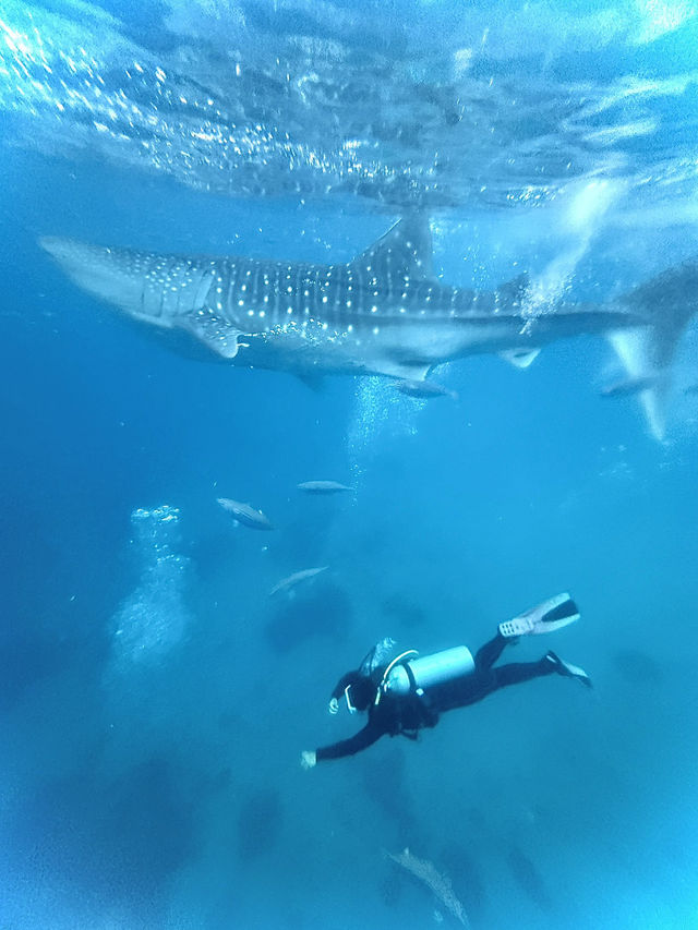 Snorkeling with Whale Sharks in Cebu: The Ultimate Guide for Your Bucket List Experience