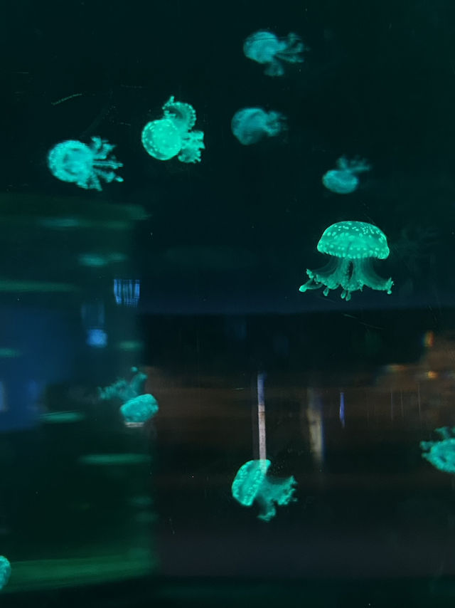 Hohhot Aquarium Adventure: Jellyfish Vibes & Ticket Hacks 🐠✨