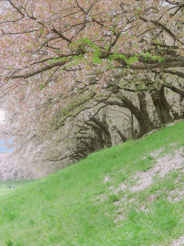 The ordinary street view looks better with flowers.