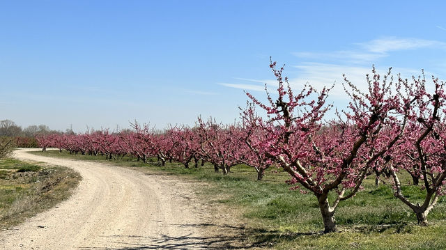 Stroll through Aitona, the flower town of Lleida province in Spain.