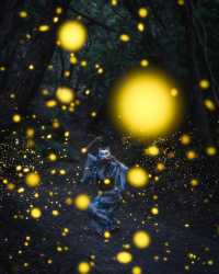 Fun fact: Fireflies in Japan