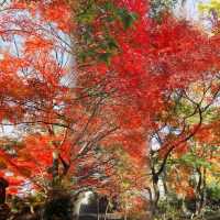 光影園林|與秋同肅！留園