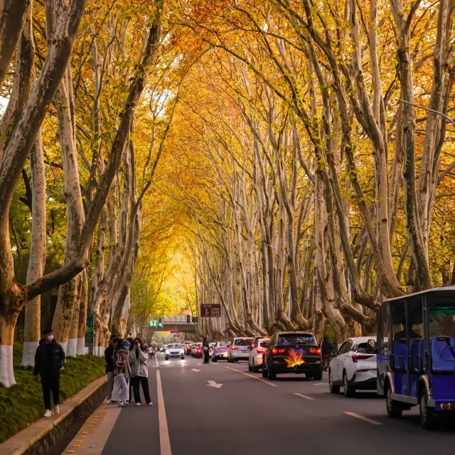 Please always believe in the romance of Nanjing!! A phrase of plane tree beauty, planted all over Nanjing city!