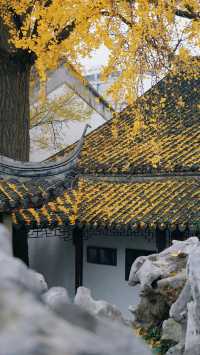 蘇州銀杏季|怡園的300歲銀杏披上金甲
