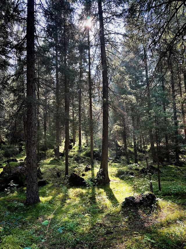 🇨🇳Lost in Tianchi Heavenly Park, Xinjiang!