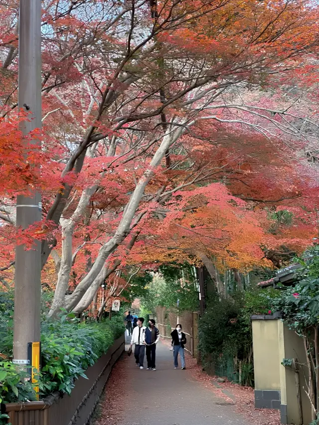 京都看紅葉只需要來這就夠了