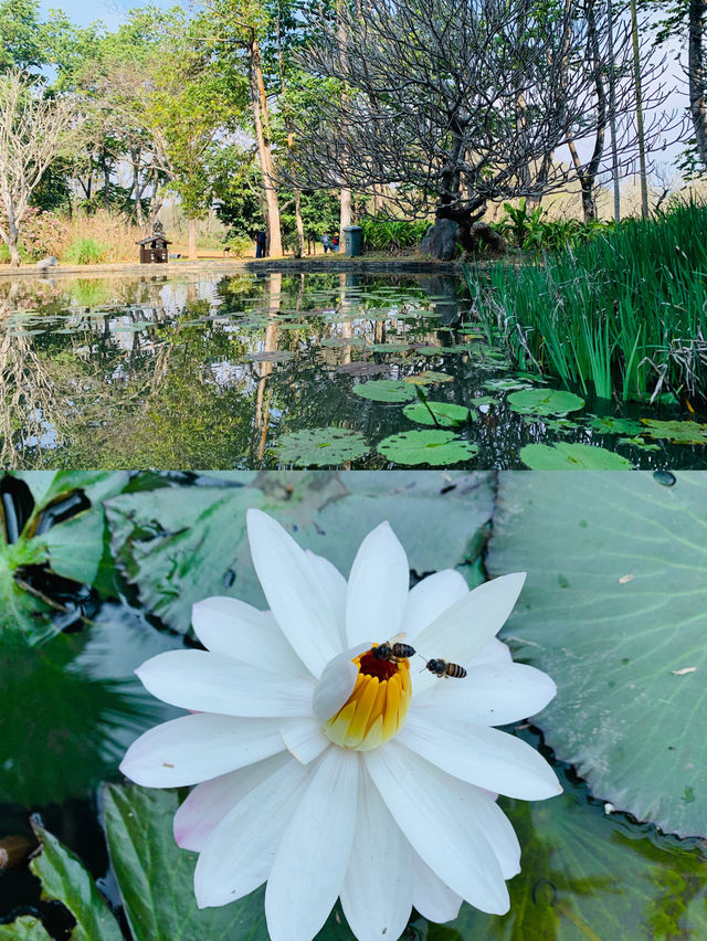 西雙版納｜去了熱帶花卉園n次，總結出3種玩法