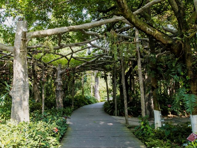 世界最大的藥用植物園!原來就在廣西!