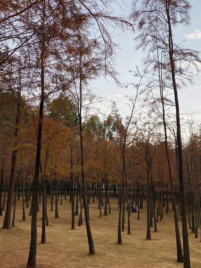 比油畫還美深圳醉美落羽紅杉