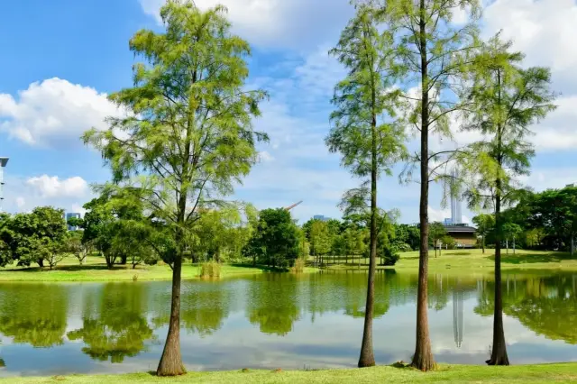 Direct to Shenzhen by subway! Metasequoia forest! Lawn picnic day trip