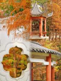 東莞落羽杉公園安利，這個小眾秘境藏不住啦